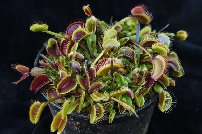 Dionaea muscipula 'Petite Dragon'