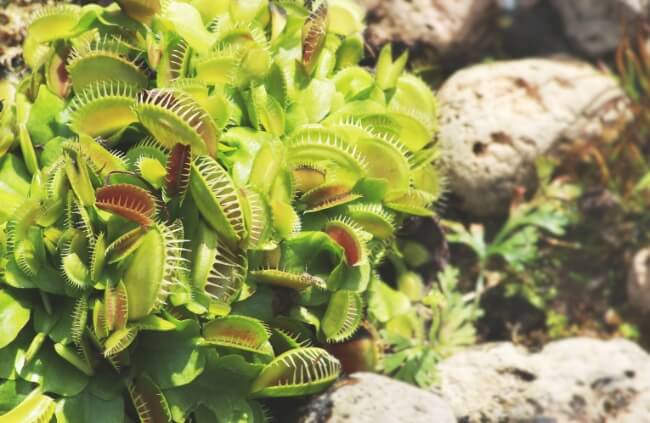 Dionaea muscipula known as Venus Flytrap is the most famous of all carnivorous plants
