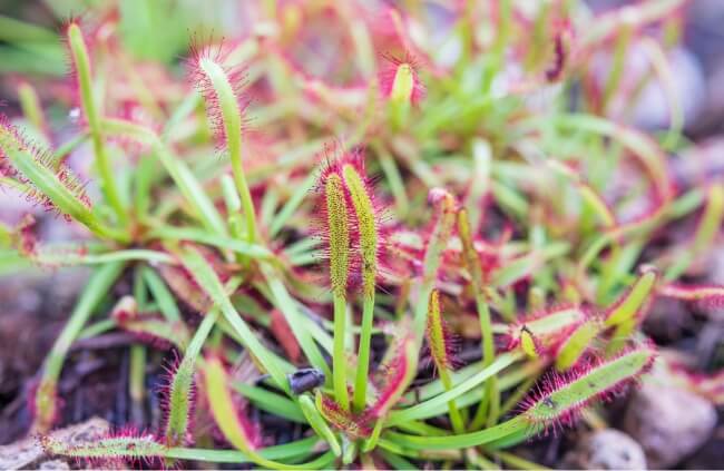 Drosera anglica also known as English sundew
