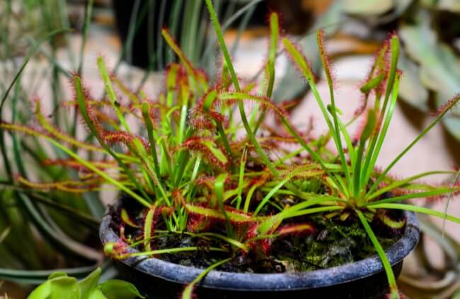 Drosera, known as Sundews, are possibly the widest spread genus of carnivorous plants in the world,