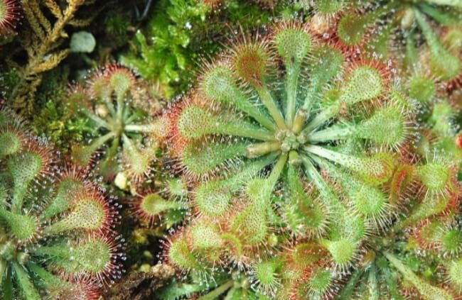 Drosera spatulata also known as Spoon-leaved sundew