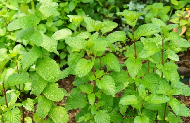 Eau de Cologne Mint is one of the best known cultivars of peppermint