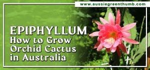 Epiphyllum: How to Grow Orchid Cactus in Australia