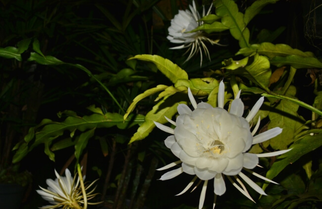 Epiphyllum Varieties