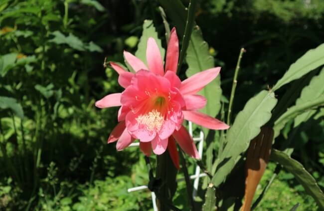 Epiphyllum phyllanthus also known as Climbing Cactus