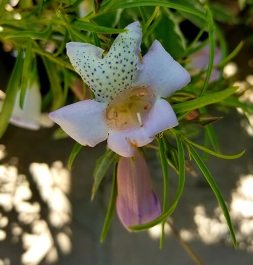 Eremophila ‘Big Poly’ Flower