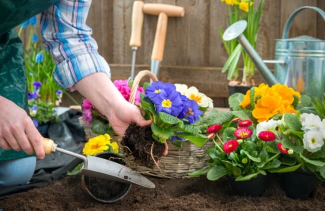 Essential Gardening Basics