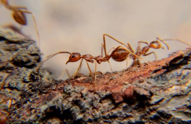 Green Weaver ants are commonly encountered type of ant in Australia