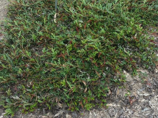 Grevillea ‘Aussie Crawl’ is a notable Grevillea for ground cover on loamy soils