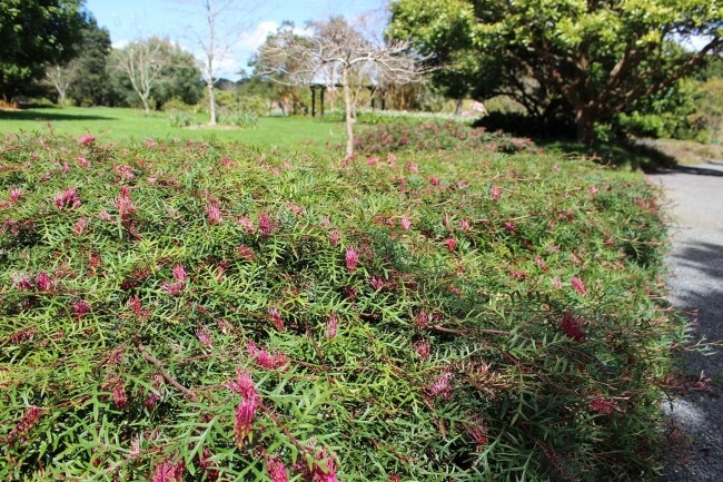 Grevillea ‘Bronze Rambler’