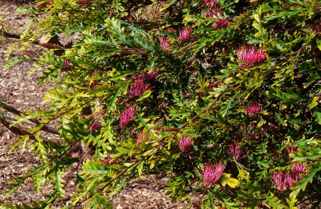 Grevillea ‘Poorinda Royal Mantle’, the most popular ground cover grevillea