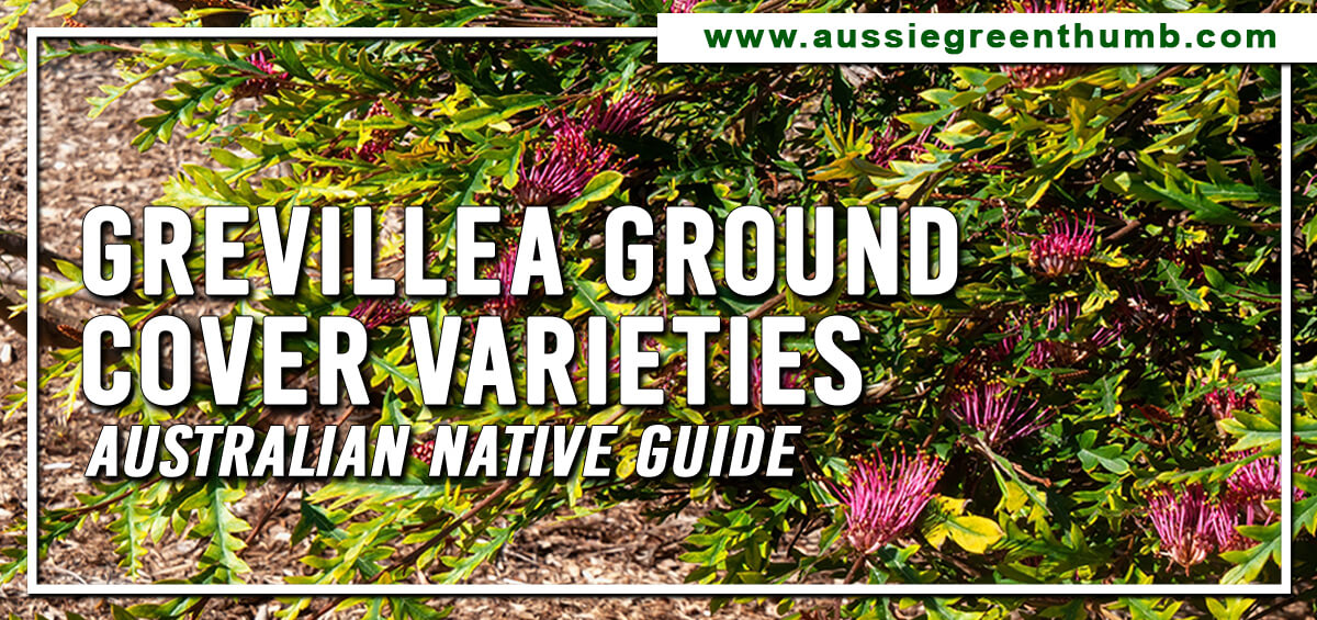 Grevillea Ground Cover Varieties Australian Native Guide