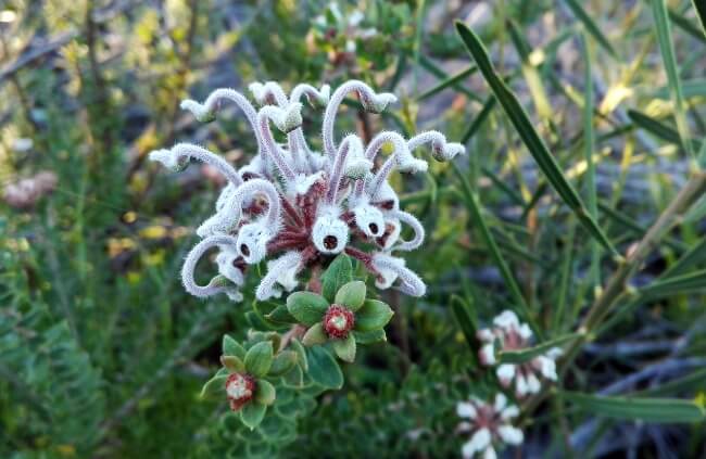 Grevillea buxifolia commonly known as Grey Spider Flower