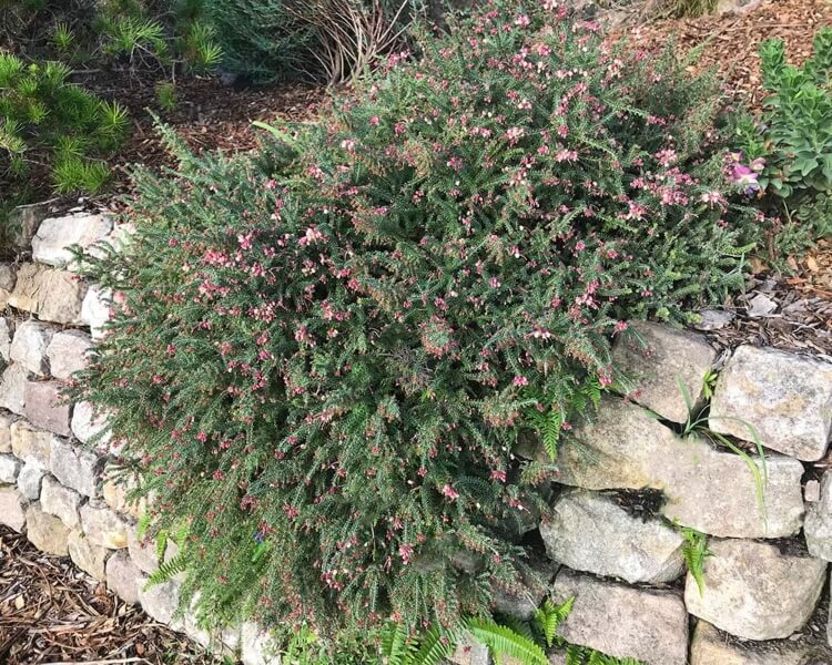 Grevillea lanigera ‘Mt Tamboritha’ is a more vigorous cultivar of Grevillea lanigera