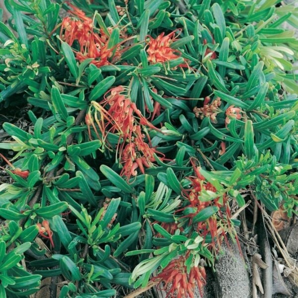 Grevillea obtusifolia commonly known as Obtuse Leaved Grevillea