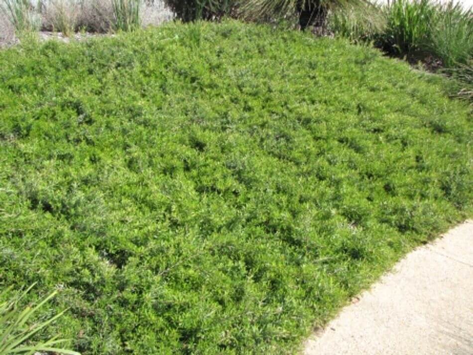 Grevillea obtusifolia ‘Gin Gin Gem’ is one of the best weed-suppressing ground cover plants there is