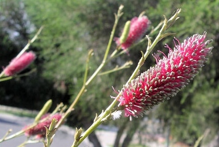 Grevillea petrophiloides flowers. There is also a creamy flower as well.