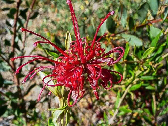 Grevillea speciosa commonly known as Red Spider Flower
