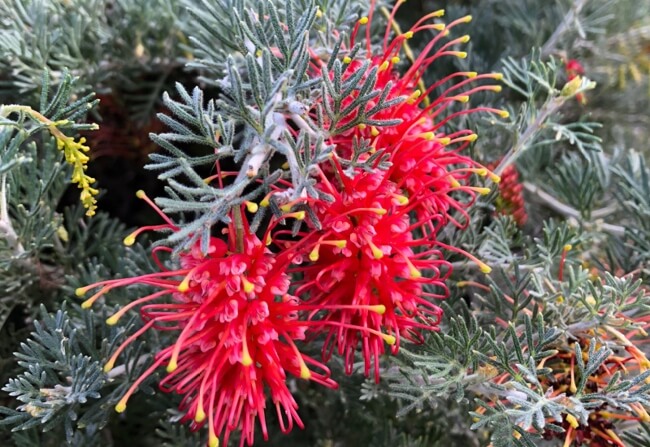 Grevillea thelemanniana flower