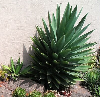 Growing Agave sp