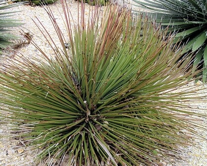 Growing Agave stricta