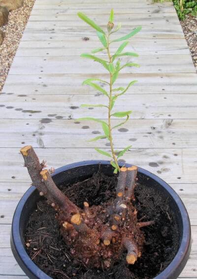 Growing Banksia oblongifolia in a Pot