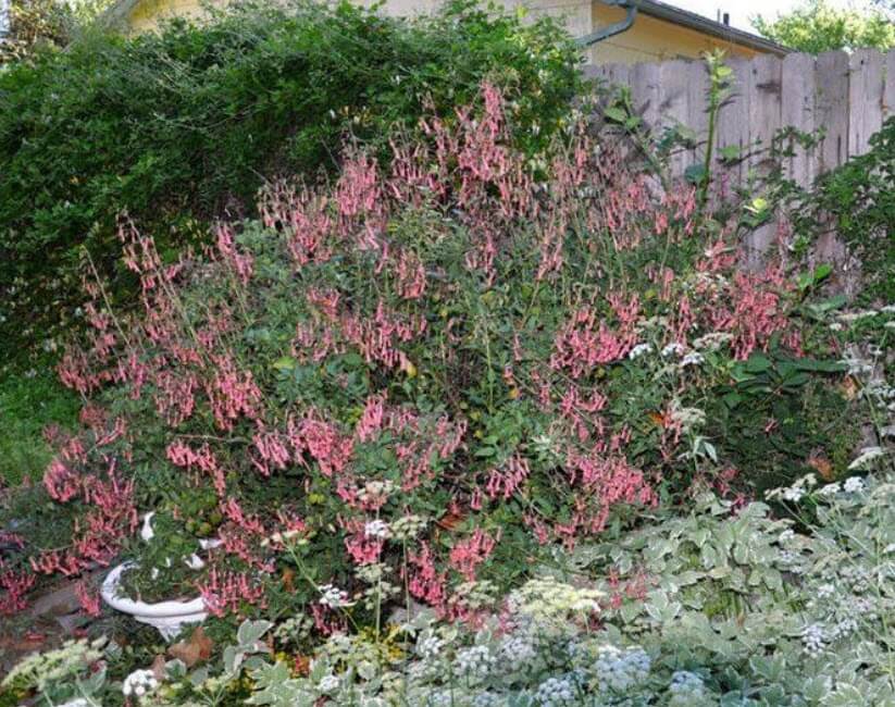 Growing Correa ‘Dusky Bells’