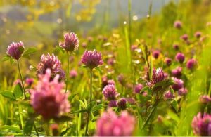 Growing Different Types of Clover