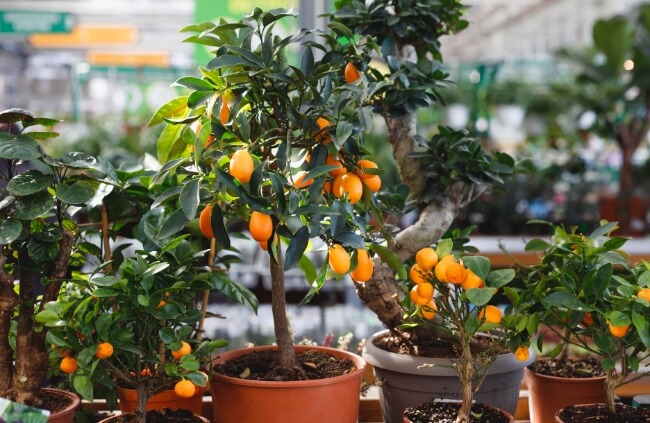 Growing Dwarf Citrus Trees