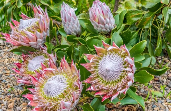 Growing King Protea in Australia
