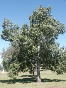 Kurrajong Tree (Brachychiton populneus) Growing Guide