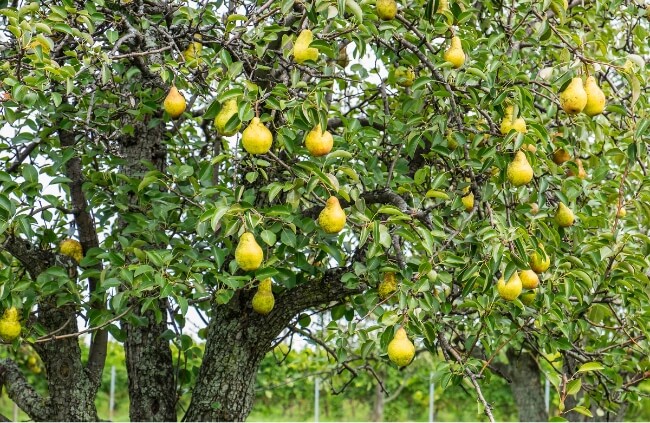 Growing a Bosc Pear Tree