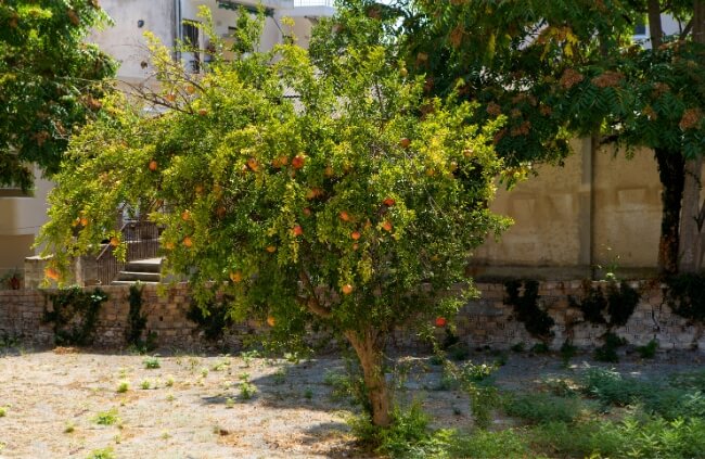 Growing a Pomegranate Tree