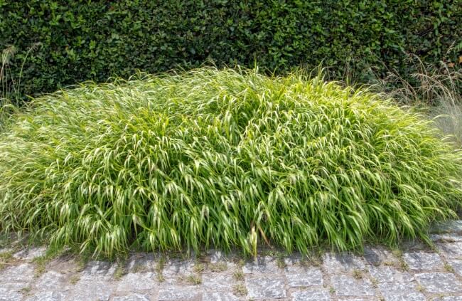 Hakone grass, which is sometimes called aurela, is a tall grass that grows in shade