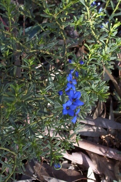 Halgania cyanea commonly known as Blue Mallee Flower