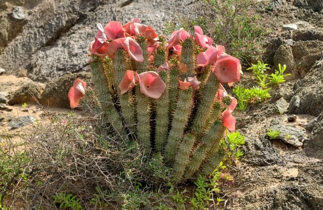 Hoodia gordonii, commonly known as Bushman's hat