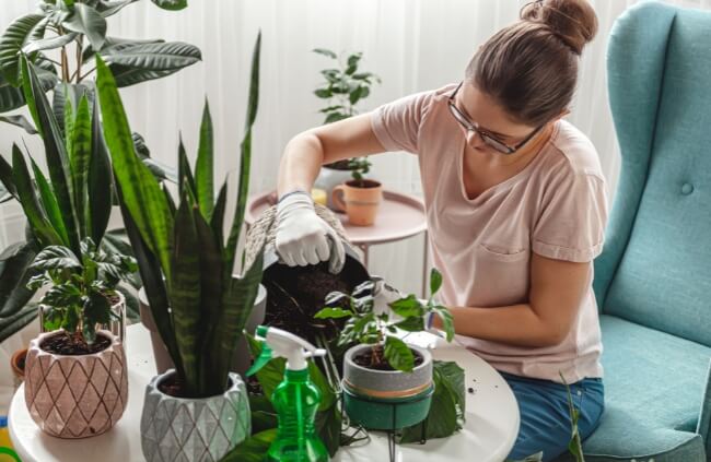 How To Transplant Plants Correctly