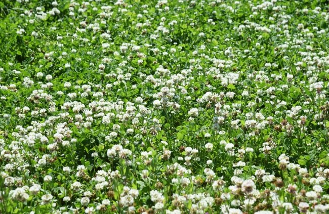 How to Add White Clover to Your Lawn