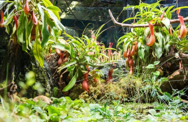 How to Care for Carnivorous Plants