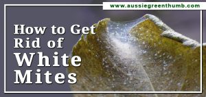 How to Get Rid of White Mites