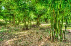 How to Grow Bamboo in Australia