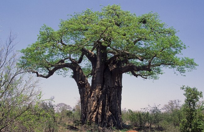How to Grow Baobab Trees