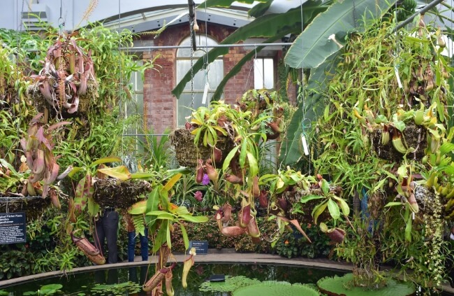 How to Grow Carnivorous Plants