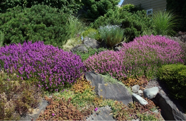 How to Grow Drought Tolerant Plants