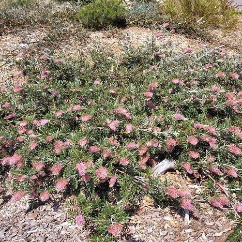 How to Grow Ground Cover Grevilleas