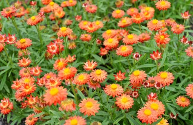 Paper Daisies Strawflower Growing Guide Agt