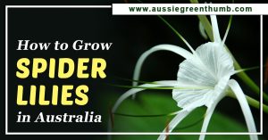 How to Grow Spider Lilies in Australia