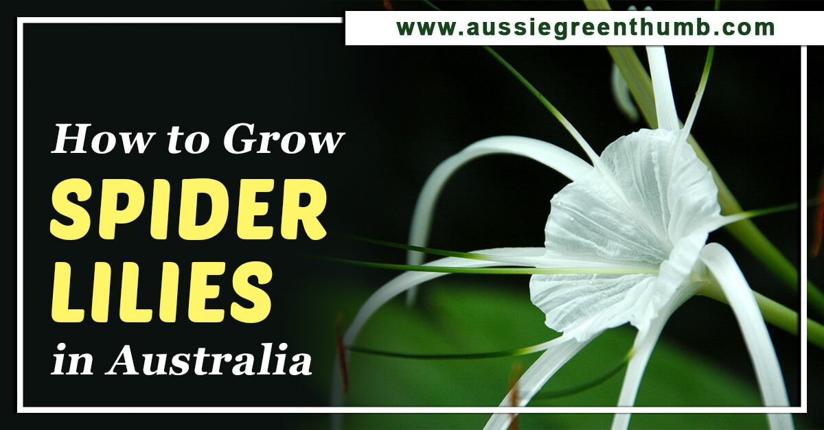 how-to-grow-spider-lilies-in-australia