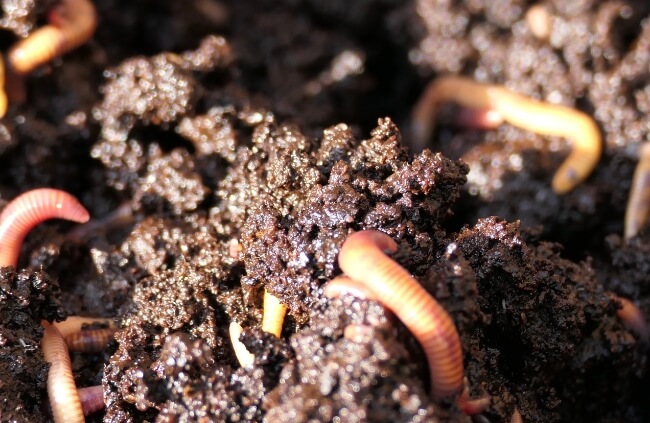 How to Use Worm Castings