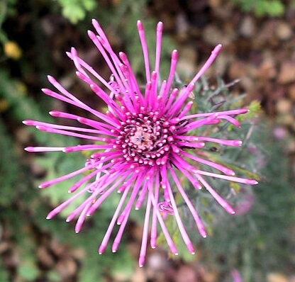 Isopogon formosus Flower